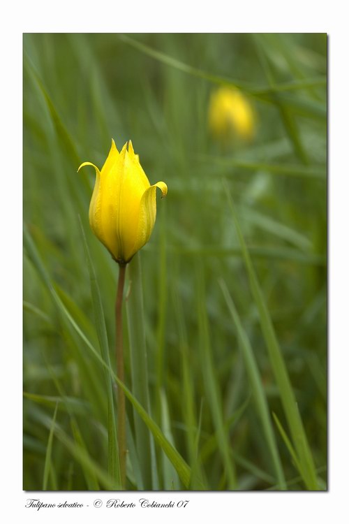 Tulipa sylvestris / Tulipano selvatico dei campi